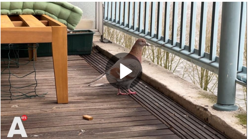 Hanna is klaar met duiven op haar balkon: "Ben niet anti-duif, maar wel anti-kak