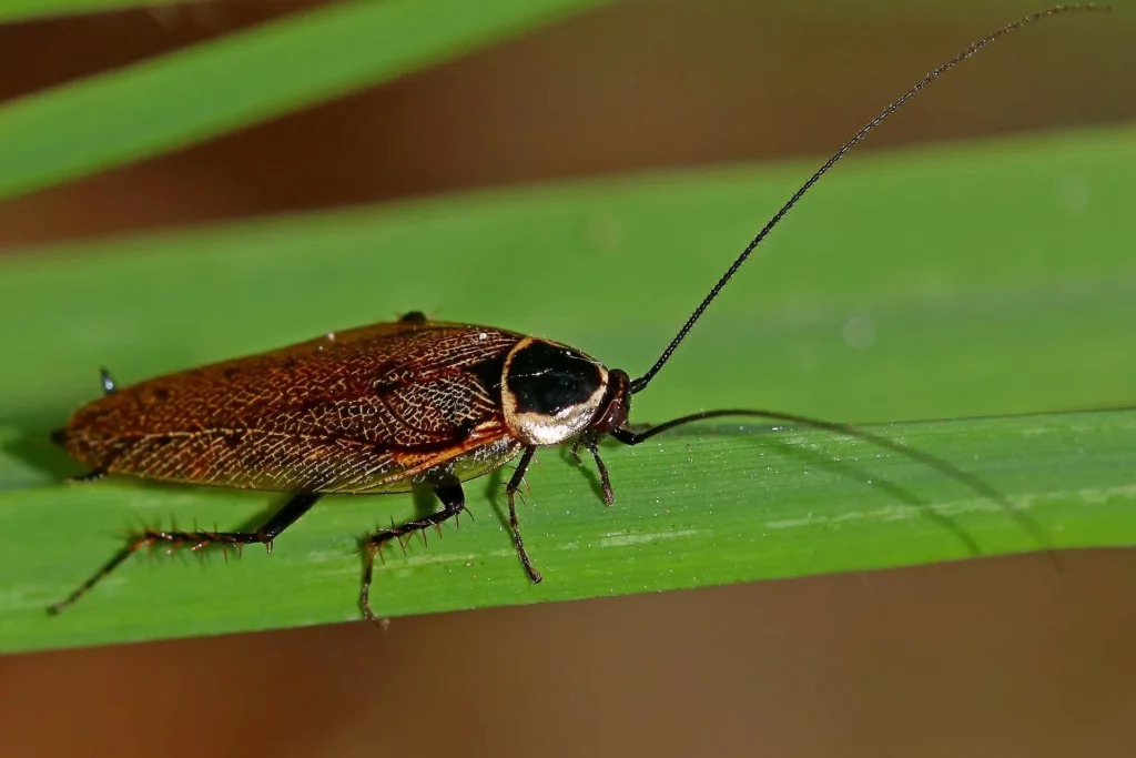 Boskakkerlak Ectobius sylvestris Foto Aglaia Bouma