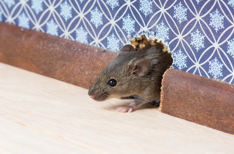 Chemische middelen tegen ratten en muizen verboden