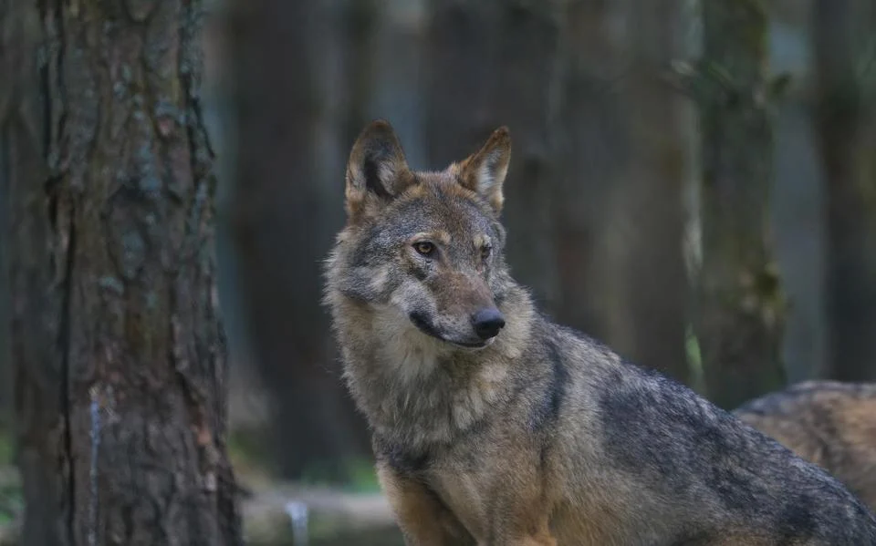 Het is tijd dat in bestuurlijke kring (de burgemeesters) het fenomeen wolf bij de kop wordt gepakt.’ Foto: Shutterstock