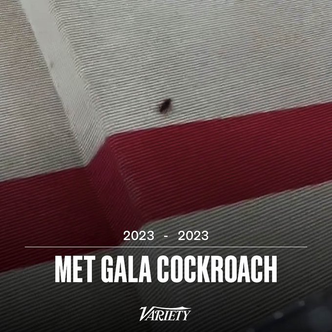 Kakkerlak gaat met alle aandacht lopen op rode loper van Met Gala, maar moment in de spotlights duurt niet lang