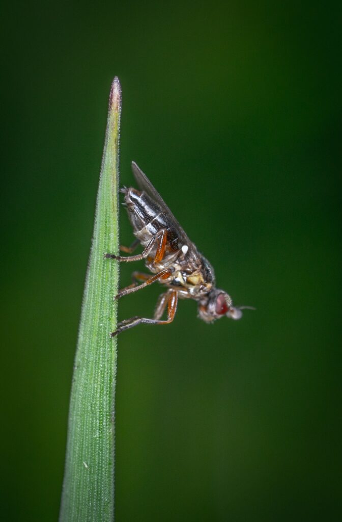 Eindelijk weten we waarom insecten door licht worden aangetrokken