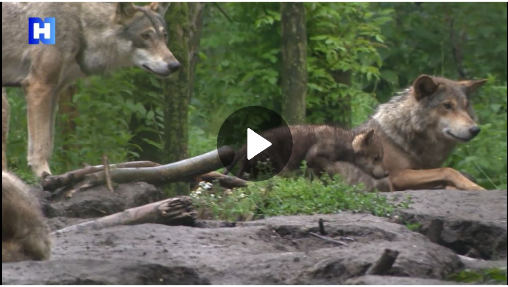 Wolf op dag lopen van Waterleidingduinen: "Als damhert zou ik mij wel zorgen maken"