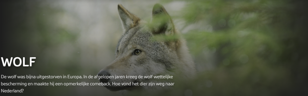 De wolf was bijna uitgestorven in Europa. In de afgelopen jaren kreeg de wolf wettelijke bescherming en maakte hij een opmerkelijke comeback. Hoe vond het dier zijn weg naar Nederland?